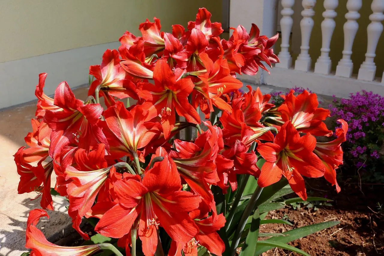 Guesthouse Mihovil Zadar Guest house
